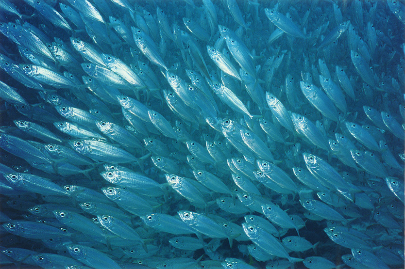 http://1.bp.blogspot.com/-JdCFVpgyTGU/ThHOh-F2oRI/AAAAAAAAD_Y/HihySTFRhZs/s1600/school-of-fish.jpg