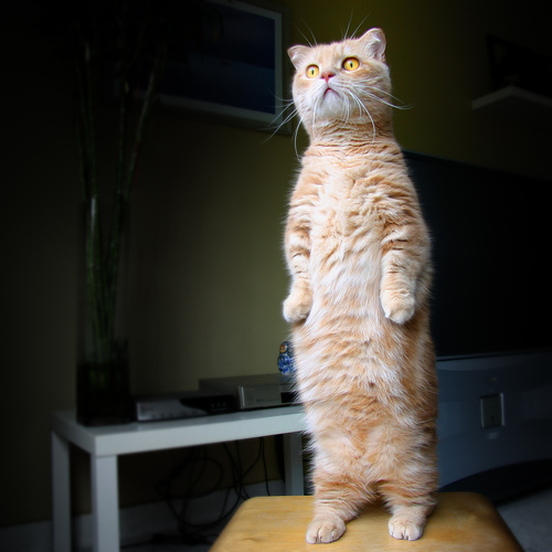 http://3.bp.blogspot.com/-LApPtebF57w/UJkiz9r9XYI/AAAAAAAAF2k/_tWS2KlB_Yo/s1600/tall+cat.jpeg