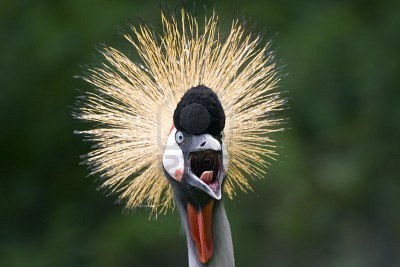 http://2.bp.blogspot.com/-MYxYEkdyTE8/UJknCXVWDdI/AAAAAAAAF3E/isVOVrR9B44/s1600/scared+bird.jpeg