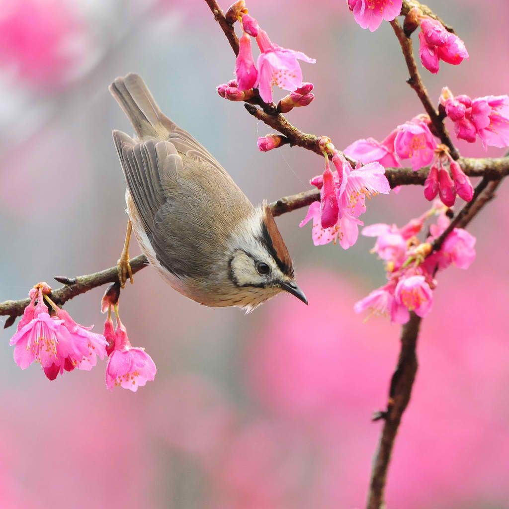 http://2.bp.blogspot.com/-N40Hbey0dew/T2KuTQlisEI/AAAAAAAAE_c/lO_2IibE5NE/s1600/18_spring.jpg