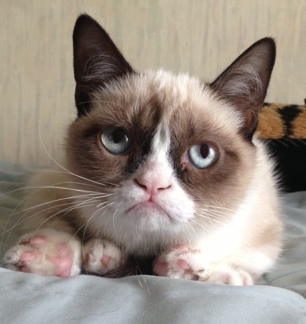 http://1.bp.blogspot.com/-NFytwFQW99w/UGO1LXIf2DI/AAAAAAAAFvw/o1eFMVscfNU/s1600/grumpy+cat.jpeg