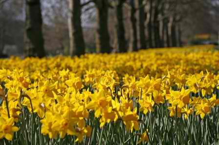 http://2.bp.blogspot.com/-U6Yvr3j0q7c/T2KRAwmZatI/AAAAAAAAE78/Jje4h7z34QQ/s1600/spring+daffodils.jpg