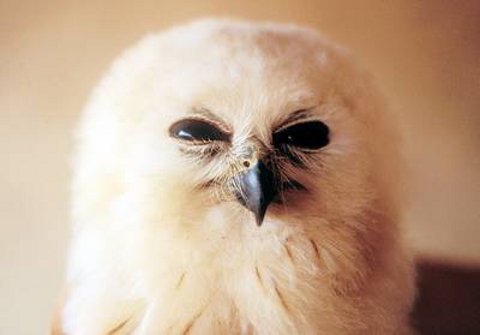 http://1.bp.blogspot.com/-VsOTiNW-coY/UGOsTySiKAI/AAAAAAAAFvA/hxUmfqeqi_w/s1600/Hungover-Owls.jpeg