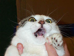 http://3.bp.blogspot.com/-ZvetMiN4JdY/TgFBR1x_UjI/AAAAAAAAD8A/RFdsgLKDH8g/s1600/scared+cat+7.jpg