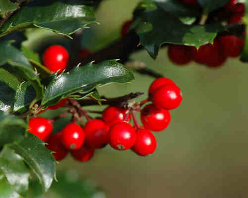 http://1.bp.blogspot.com/-cgywiFnmnvc/Tw5M9x1xKKI/AAAAAAAAEqU/qGxktQue3rY/s1600/holly.jpg