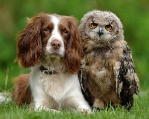 http://2.bp.blogspot.com/-dWJZaP-BZKk/UGRtzAxpFLI/AAAAAAAAFxk/wNIt1UAeUr8/s1600/Nosey-Dogs-Find-Owls-300x240.jpeg