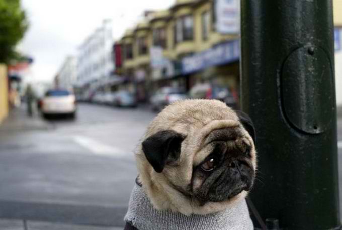 http://3.bp.blogspot.com/-tJ8XS7W4KkA/TpaWV7JJw_I/AAAAAAAAESM/qF2nRm4lU3w/s1600/sad-dog01.jpg