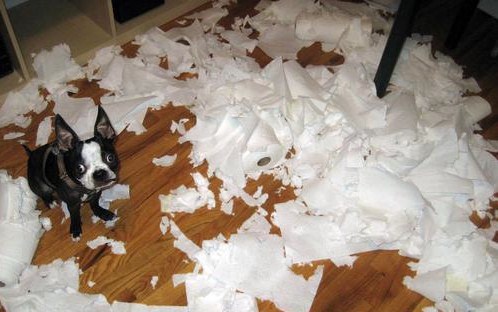 http://2.bp.blogspot.com/-tc99iS20u0I/TgFchIxv6TI/AAAAAAAAD90/RRR5_AlSjmg/s1600/guilty+dog.jpg