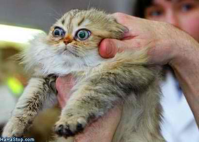http://1.bp.blogspot.com/-tw4mhCGqqds/TpZt0JVH20I/AAAAAAAAEO0/2mLCtK1VP5Q/s1600/Scared_Cat.jpg
